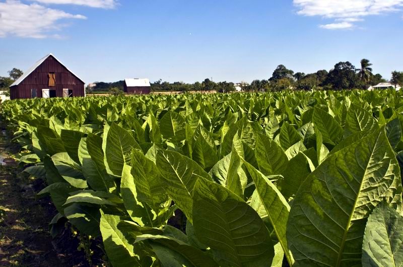 plantaciones-de-tabaco